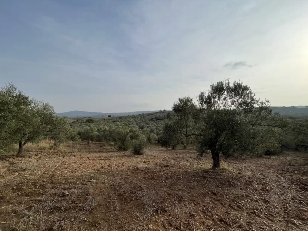 Çanakkale'de Orman Arazisi Kiralamak